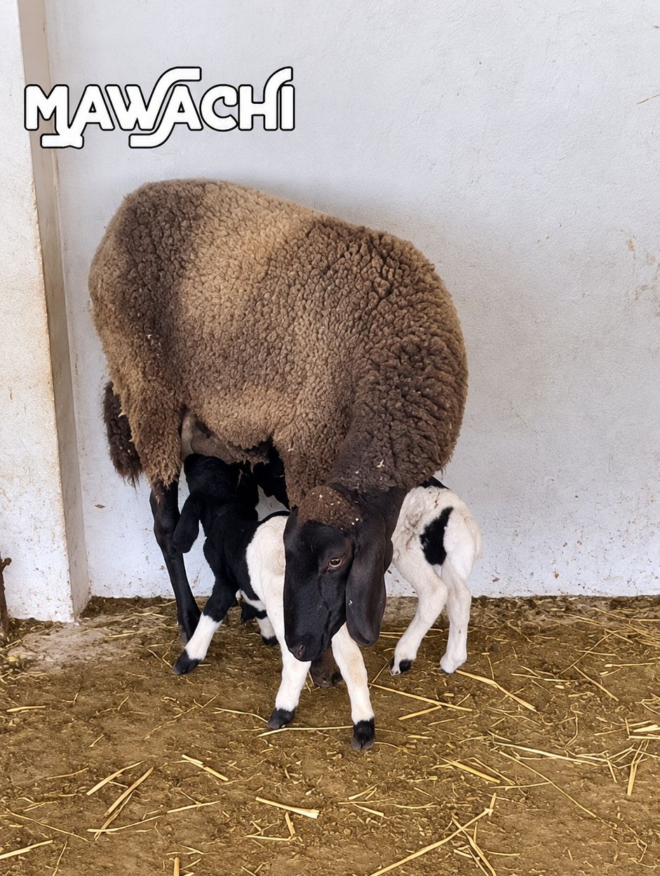 صورة 1 من 1 — منشور Dr Mawachi